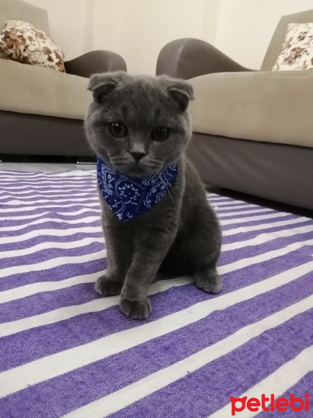 Scottish Fold, Kedi  Üzüm fotoğrafı