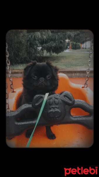 Pekingese, Köpek  Elsa fotoğrafı
