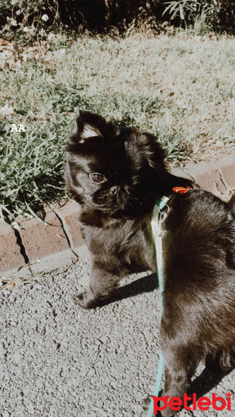 Pekingese, Köpek  Elsa fotoğrafı
