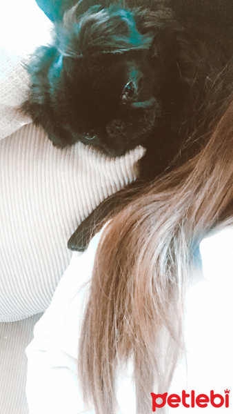 Pekingese, Köpek  Elsa fotoğrafı