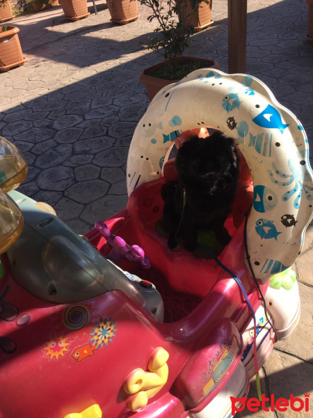 Pekingese, Köpek  Elsa fotoğrafı