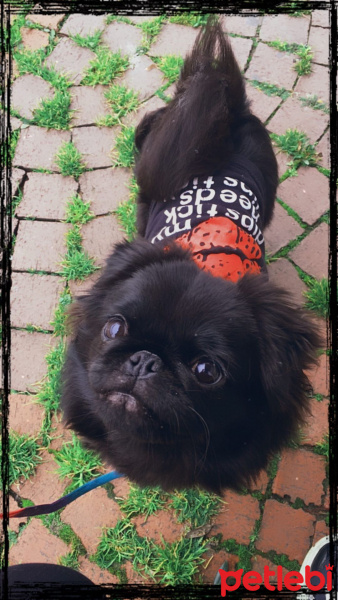 Pekingese, Köpek  Elsa fotoğrafı