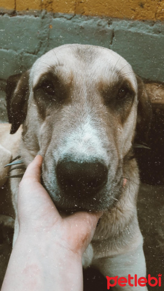 Kangal, Köpek  Garip fotoğrafı
