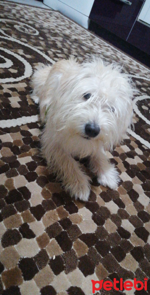 Maltese, Köpek  Bulut fotoğrafı