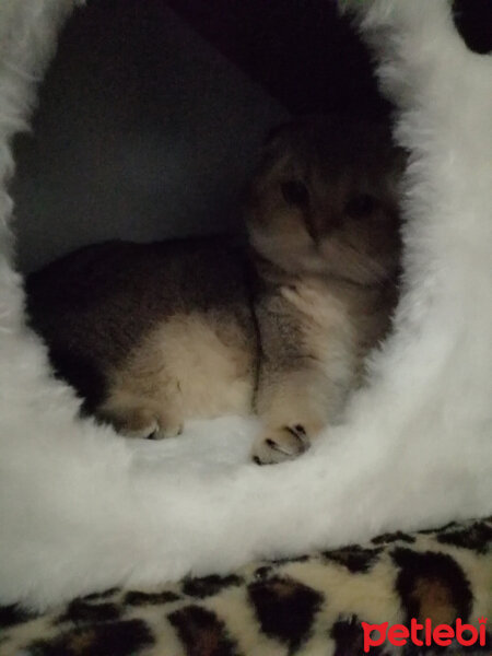 Scottish Fold, Kedi  Toffy fotoğrafı