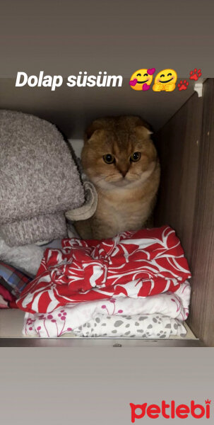 Scottish Fold, Kedi  Toffy fotoğrafı