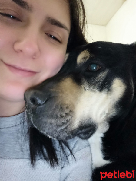 Rottweiler, Köpek  Ares fotoğrafı