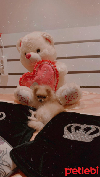 Pomeranyalı, Köpek  reina fotoğrafı