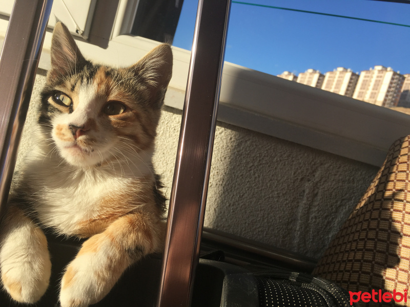 Tekir Kedi, Kedi  Minnoş fotoğrafı