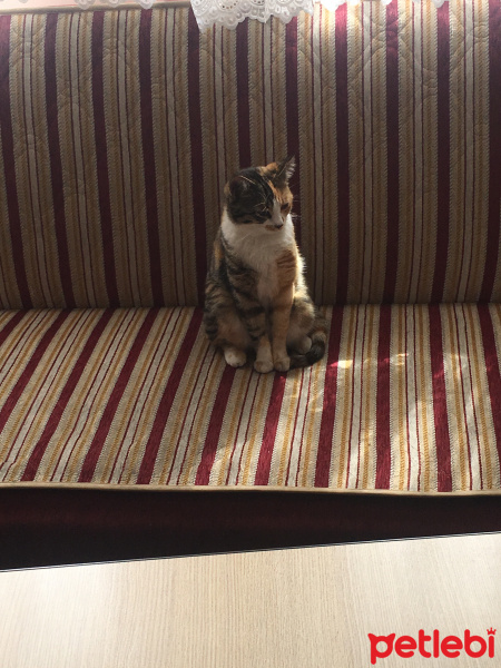Tekir Kedi, Kedi  Minnoş fotoğrafı