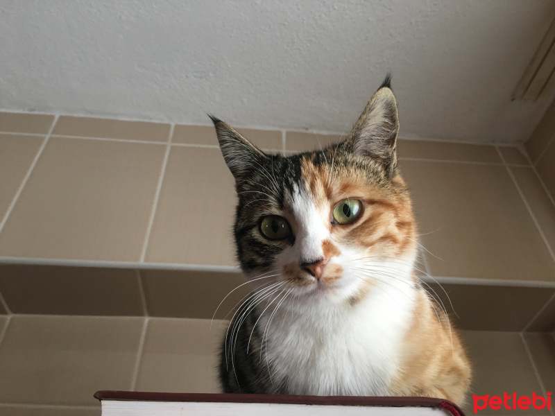 Tekir Kedi, Kedi  Minnoş fotoğrafı