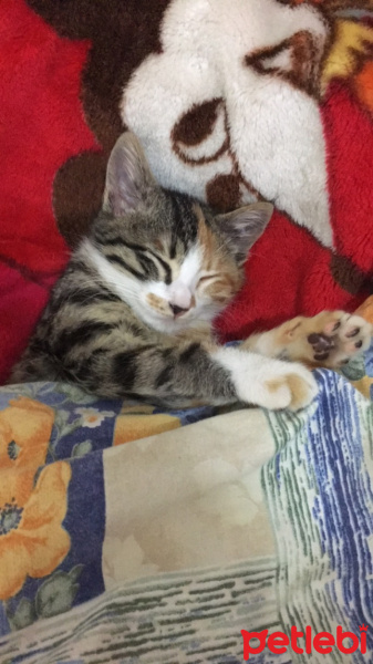 Tekir Kedi, Kedi  Minnoş fotoğrafı