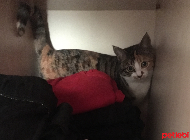 Tekir Kedi, Kedi  Minnoş fotoğrafı