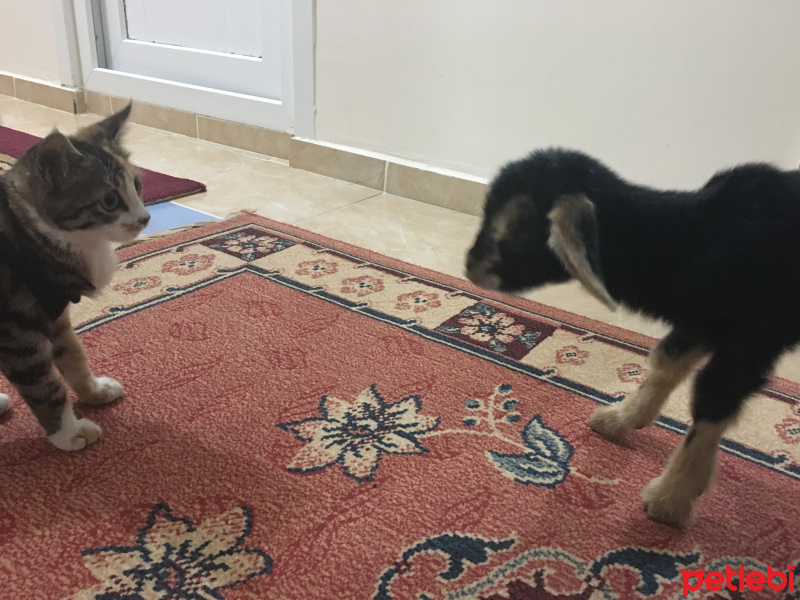 Tekir Kedi, Kedi  Minnoş fotoğrafı