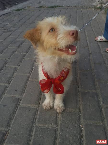 Cairn Terrier, Köpek  Şeker fotoğrafı