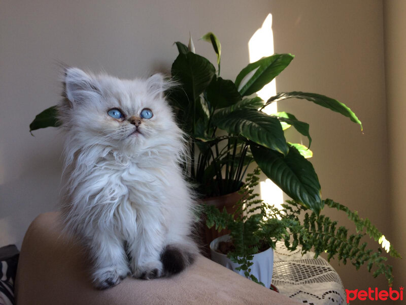 British Shorthair, Kedi  Shifu fotoğrafı