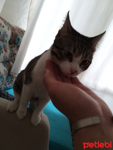 Tekir Kedi, Kedi  Lill fotoğrafı