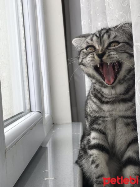 British Shorthair, Kedi  Gofret fotoğrafı