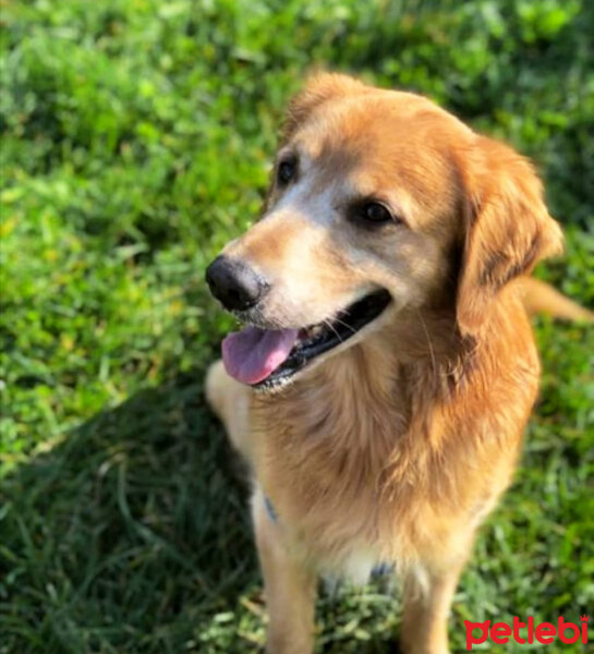 Golden Retriever, Köpek  Zeus fotoğrafı