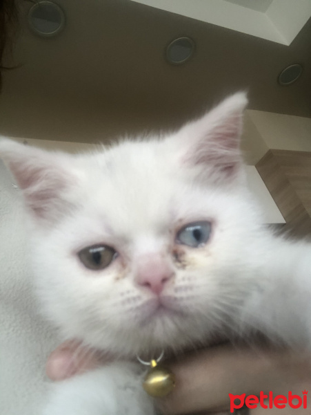 British Shorthair, Kedi  Sütlaç fotoğrafı