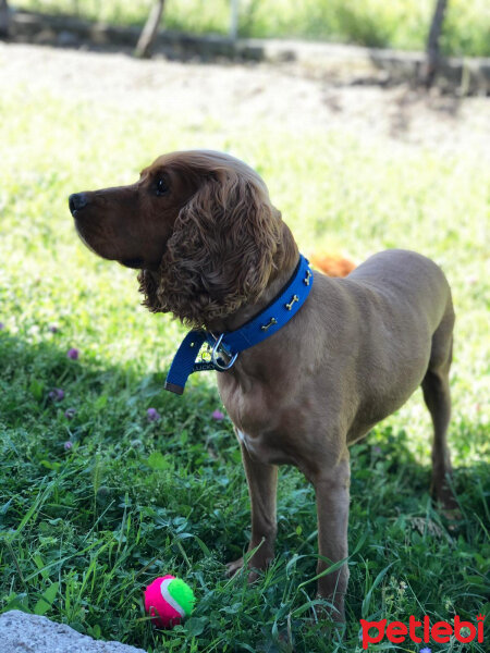 İngiliz Cocker Spaniel, Köpek  Lucky fotoğrafı