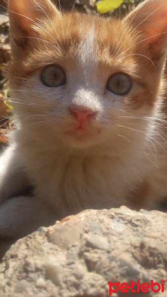 Sarman, Kedi  Minnoş fotoğrafı