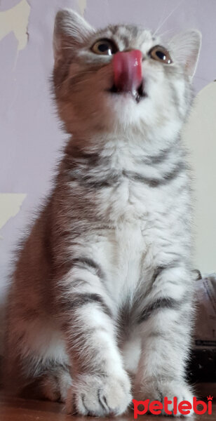 Scottish Fold, Kedi  Venus fotoğrafı