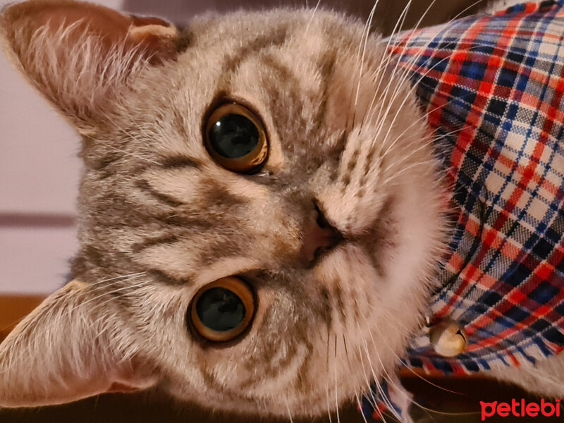 Scottish Fold, Kedi  Venus fotoğrafı