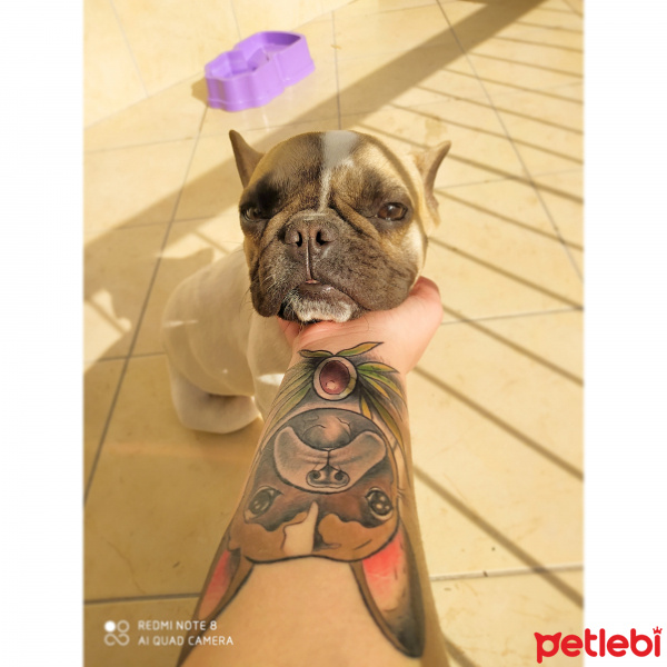 Fransız Bulldog, Köpek  Shakira fotoğrafı