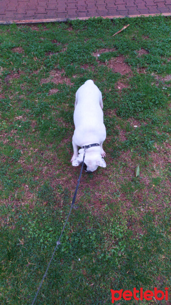 Fransız Bulldog, Köpek  Scobby fotoğrafı