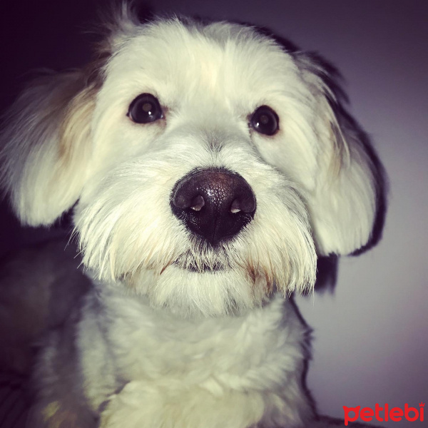 Jack Russell Terrier, Köpek  ŞİMA fotoğrafı