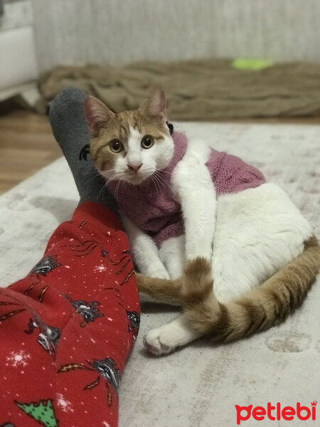 Tekir Kedi, Kedi  Şerefli fotoğrafı