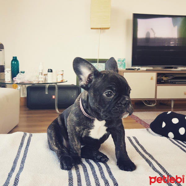 Fransız Bulldog, Köpek  Mona fotoğrafı