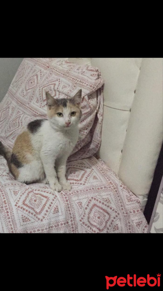 Sarman, Kedi  İzmarit fotoğrafı