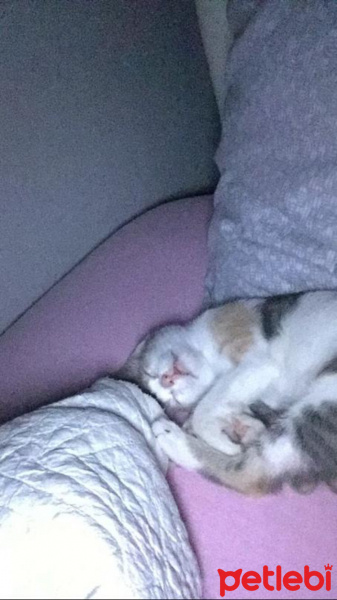 Sarman, Kedi  İzmarit fotoğrafı