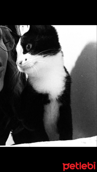Tuxedo (Smokin) Kedi, Kedi  İzzet fotoğrafı