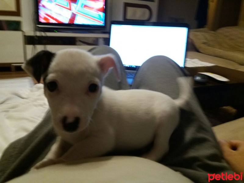 Jack Russell Terrier, Köpek  MAİLO fotoğrafı