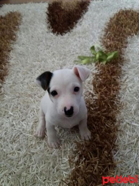 Jack Russell Terrier, Köpek  MAİLO fotoğrafı