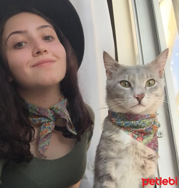 Tekir Kedi, Kedi  Roberto fotoğrafı