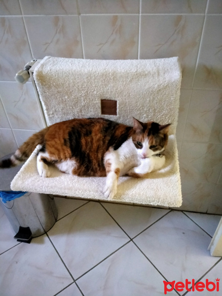 Tekir Kedi, Kedi  Zeyna fotoğrafı