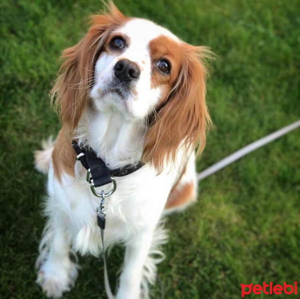 King Charles Spaniel, Köpek  Jill fotoğrafı