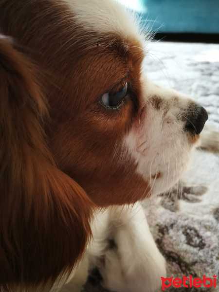 Cavalier King Charles Spanieli, Köpek  Mary fotoğrafı