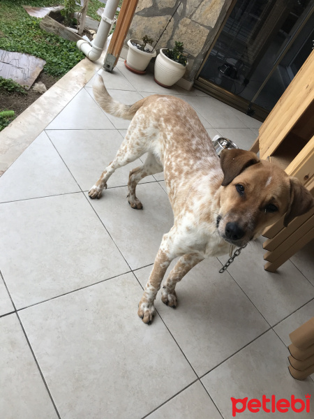Pointer, Köpek  Paşa fotoğrafı