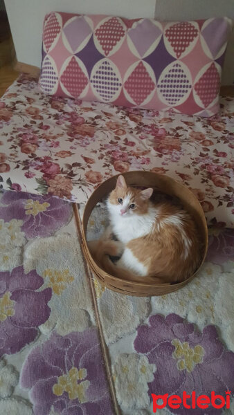 Ankara Kedisi, Kedi  Tom fotoğrafı