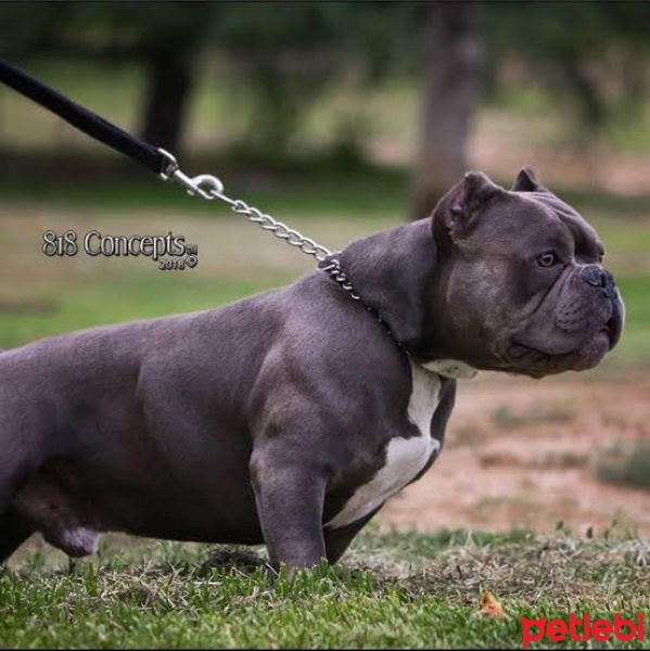 Amerikan Pitbull Terrier, Köpek  Yavru köpek arıyorum fotoğrafı