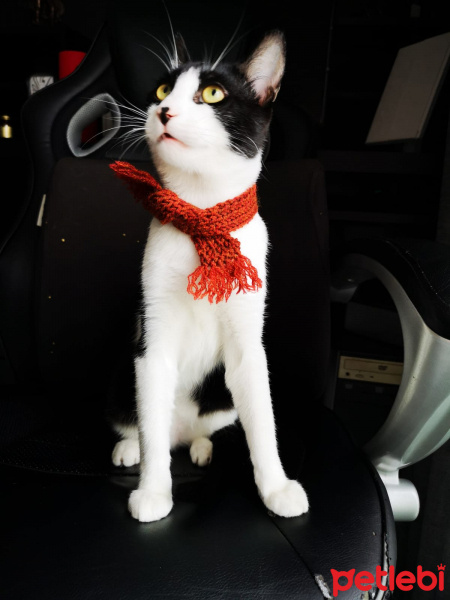Tuxedo (Smokin) Kedi, Kedi  Pooka Luis fotoğrafı