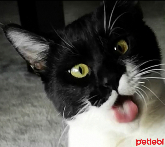 Tuxedo (Smokin) Kedi, Kedi  Mask Kåra fotoğrafı