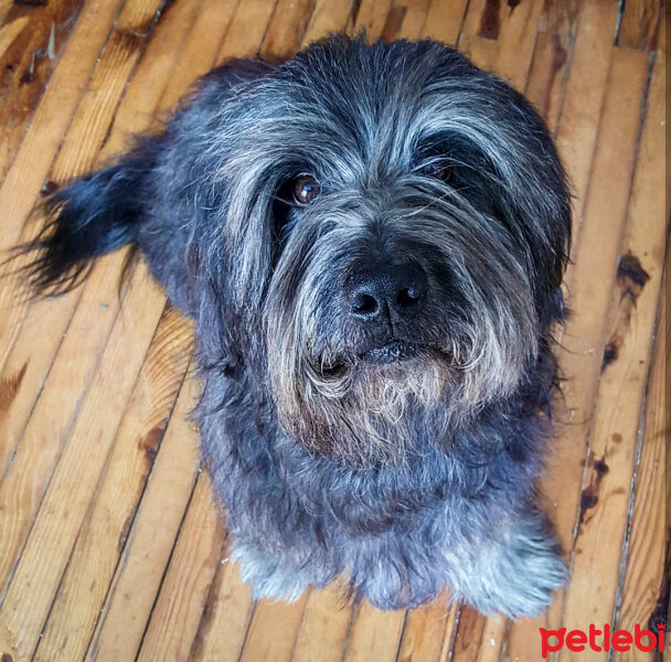 Tibet Terrieri, Köpek  Ateş fotoğrafı