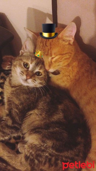 Tekir Kedi, Kedi  Tino ve Tobi fotoğrafı