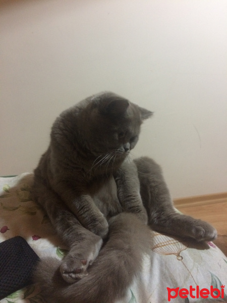 British Shorthair, Kedi  Yumak fotoğrafı